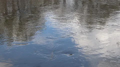 Water flowing, clouds and trees are reflected on water surface Stock Footage 153047129