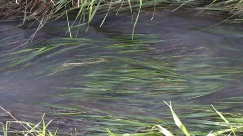Water flowing into a ditch with gras Stock Footage 267886341