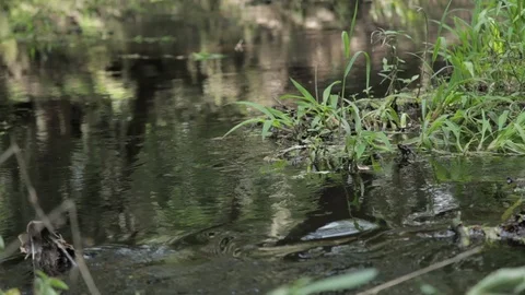 Water flowing down a calm stream Florida Stock Footage 90932650