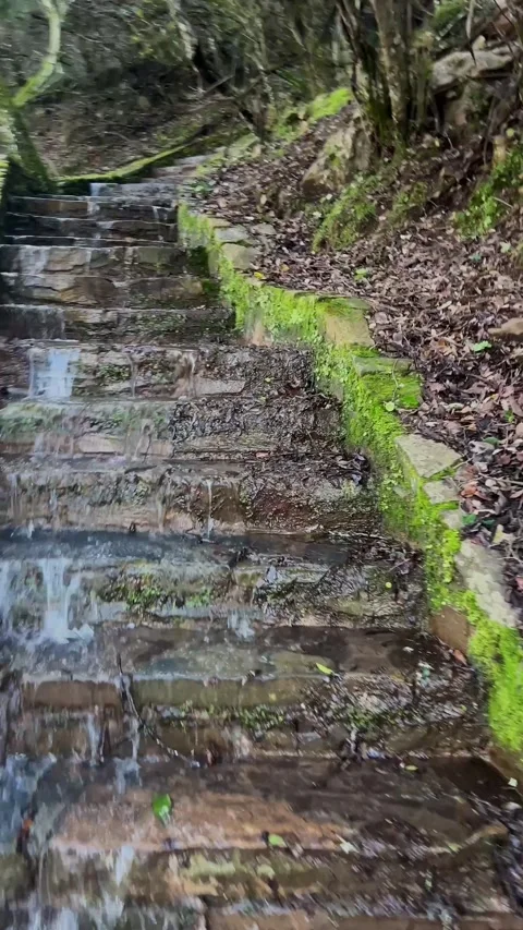 Water flowing down mossy stone steps in forest Stock Footage 328995087