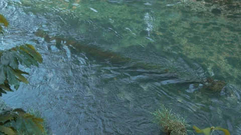 Water Flowing Down a Peaceful Stream Vídeos de archivo 138715944