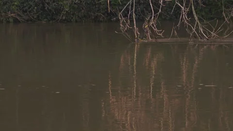 Water flowing down river with Low-hanging tree branches touching surface 動画素材 144755475
