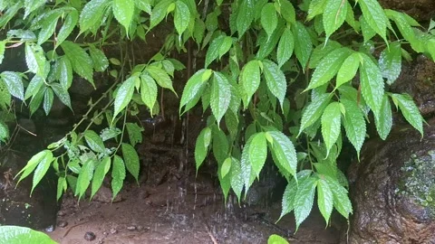 Water Flowing Down a Rocky Cliff with Green Vegetation Stock Footage 318437433
