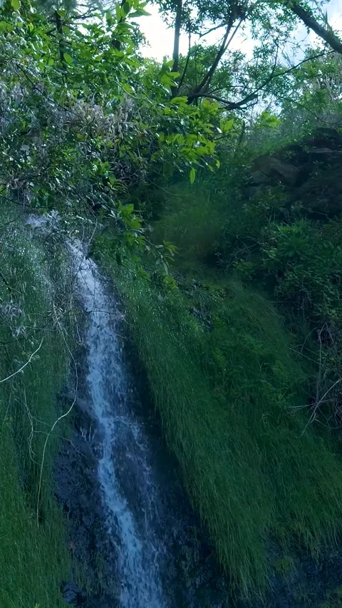 Water flowing down a small waterfall in a lush green forest Vidéo 334444324