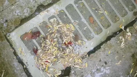 Water Flowing Down a Storm Drain Stock Footage 285538574