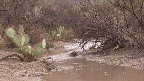 Water Flowing Down Stream Arroyo Wash in Sonoran Desert Monsoon Rain Stock Footage 337848777