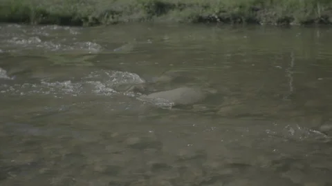 Water flowing down a stream Stock Footage 148567300