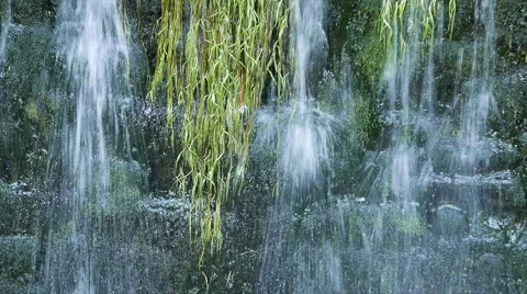 Water flowing down wall  covered with local vegetation. Stock Footage 56059770