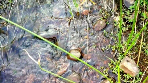 Water flowing Stock Footage 124451334