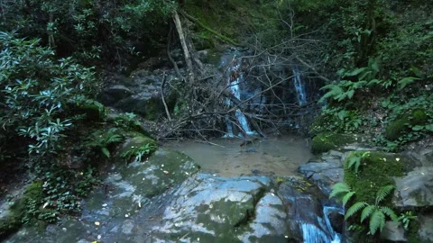 Water flowing forest Stockbeeldmateriaal 240780116