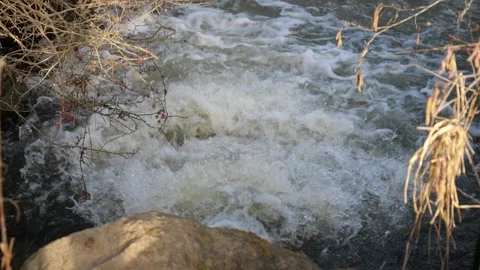 Water flowing in the forest Stock Footage 241917527