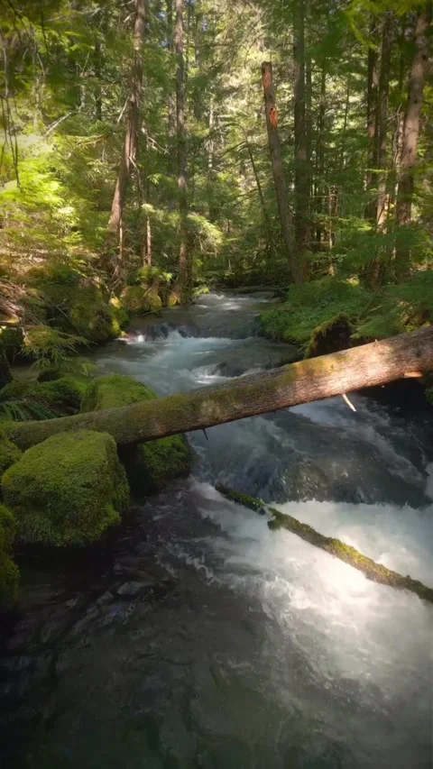 Water flowing in the forest Stock Footage 273867981