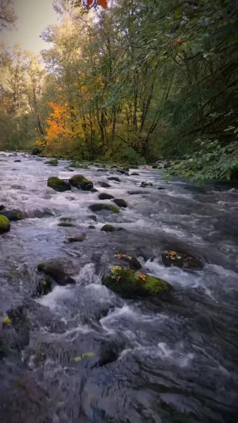 Water flowing in the forest Stock Footage 274274343