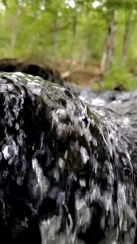 Water flowing into the forest Stock Footage 345426598
