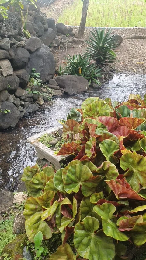 Water flowing in the garden Stock Footage 310341873