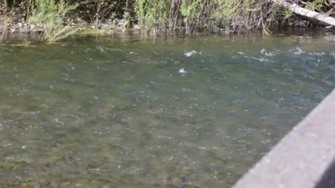 WATER Flowing Gently Down a RIVER, (HD 24p) Stock Footage 272192030