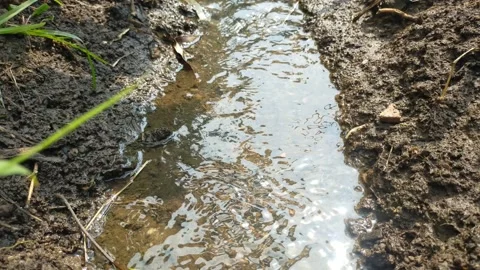 Water flowing on the ground Stock Footage 209125166