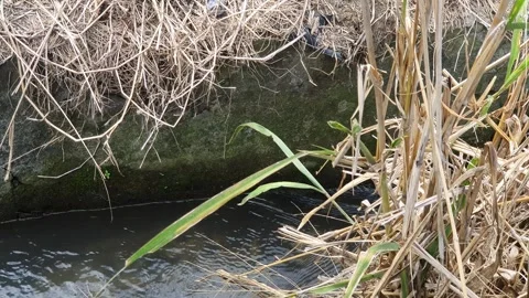 Water flowing in the gutter Stock Footage 301176409