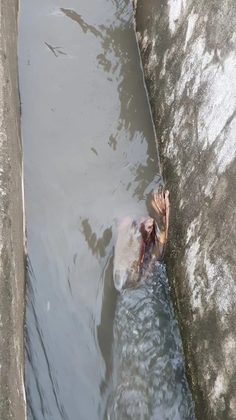 Water flowing in the gutter on the side of the public road 库存影片 332643814