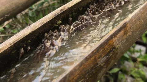 Water flowing inside bamboo architecture tube in Lang Son. Stock Footage 341482752