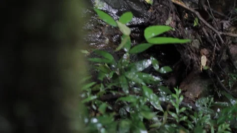 Water flowing inside the forest Video stock 89778680