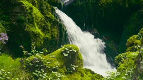 Water Flowing in the Jungle Stock Footage 252038075