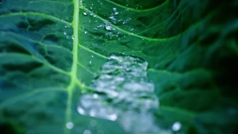 Water flowing on a large green leaf Stock Footage 307122323