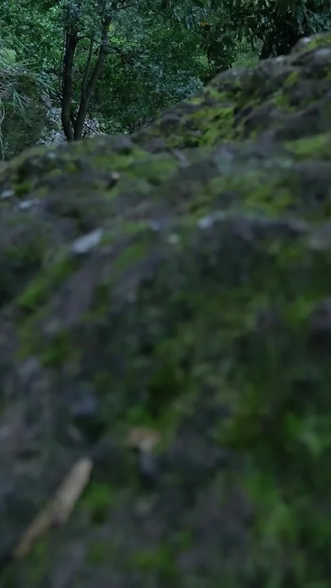 Water flowing in a levada trail footpath in madeira Stock Footage 334443434