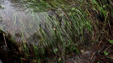 Water Flowing In The Meadow Stock Footage 228674119