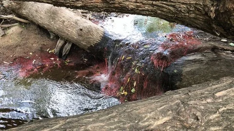 Water Flowing Over Fallen Tree Stock Footage 87059704