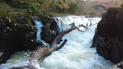 Water flowing over fallen tree through rocks. Stock Footage 258670947