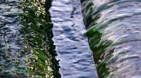 Water flowing over a floating log covered by seaweed Stock Footage 68725172