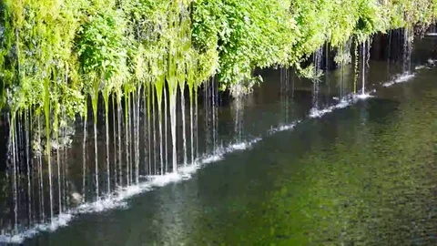 Water flowing over grass, plant Stock Footage 69149643