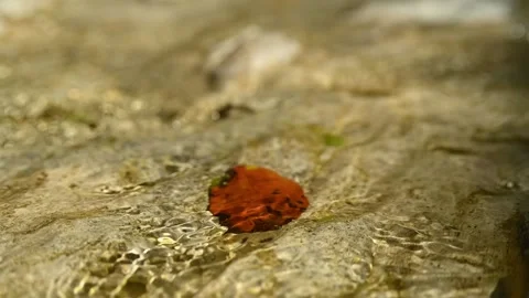 Water flowing over a leaf in a mountain riverbed (slow motion) Stock-Footage 211747724