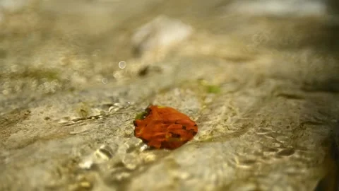Water flowing over a leaf in a mountain riverbed (slow motion, f 1.8)  Stock Footage 211749816