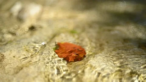 Water flowing over a leaf in a mountain riverbed (slow motion, bokeh) Video stock 211749983