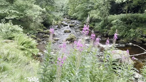 Water flowing over rocks in a fast flowing river lined with trees and ferns.  Stock Footage 281586675
