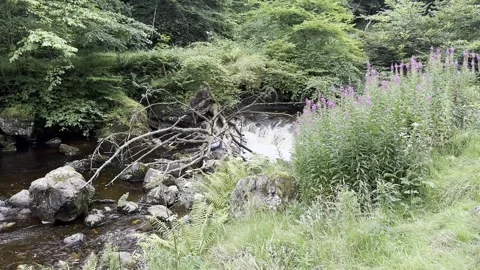  Water flowing over rocks in a fast flowing river lined with trees and ferns.  Stock Footage 281586758