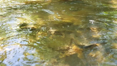 Water flowing over rocks Video stock 245607116