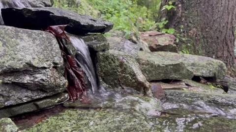 Water Flowing Over Rocks in Small Forest Stream Stock Footage 341338957