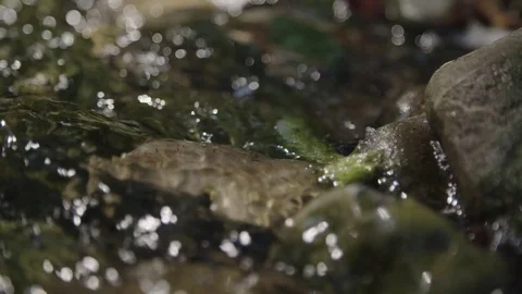 Water flowing over small rocks 스톡 동영상 76557629