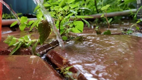 Water Flowing Over Textured Bricks With Green Plants Stock Footage 304617910
