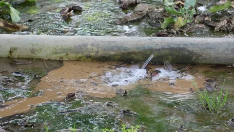 Water Flowing from Pipe into Ground  Natural Resource and Utility Concept Stock Footage 331145966