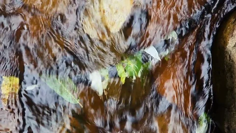 Water Flowing Quickly Over Trapped Leaves In Creek Stock Footage 115472030