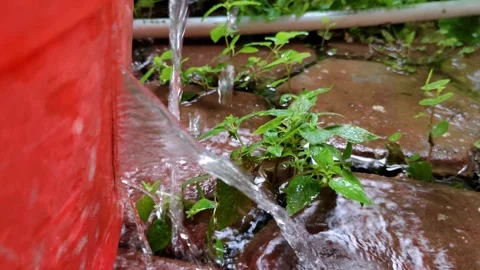 Water Flowing From Red Container onto Green Leaves and Stone Pathway Stock Footage 304618010