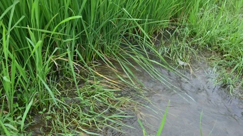 Water flowing in the rice field. Stockbeeldmateriaal 254073680