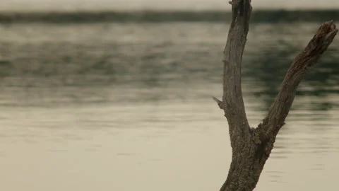 Water flowing in a river, focus on a tree in a winter after noon Stock Footage 141821578