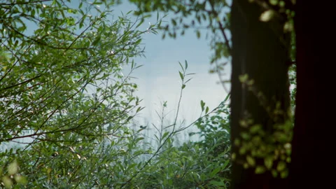 Water flowing in a river, focus on trees in a summer day Stock Footage 141826034