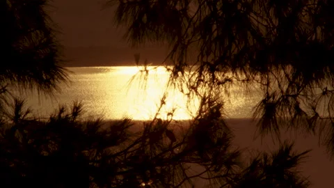 Water flowing in a river, focus on trees and plants in a summer day sunset Video stock 141826955
