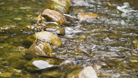 Water flowing in a river Stock Footage 147961627